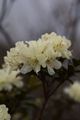 Rhododendron hybrid Cream Crest-2 Różanecznik